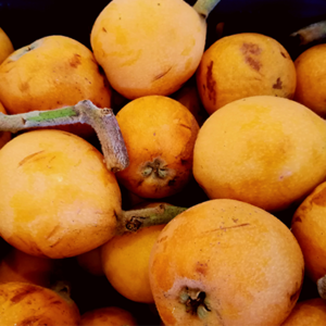 Μούσμουλα  -  Loquat